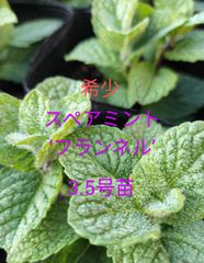 希少　ミント　スペアミント　‘フランネル’　金子香草園　10.5cm苗　3.5号苗　新品種　限定販売　ハーブ　多年草　ふわふわの葉　モフモフ