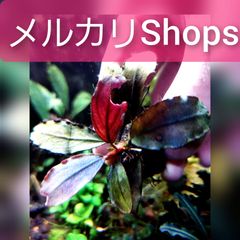 Aqua flow - メルカリShops