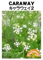 ＜ハーブの種＞約１００粒　キャラウェイ　ヒメウイキョウ　２年草　１ｍｌ　害虫除け