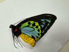 千葉県産　キタクシノハクモヒトデ　実体標本　立体標本 Amazon.co.jp: 千葉県産 キタクシノハクモヒトデ 実体標本 立体