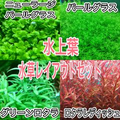 おすすめ水草レイアウトセット水上葉