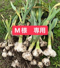M様　専用ページ