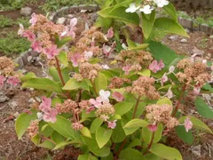 2022年最新】紫陽花苗の人気アイテム - メルカリ