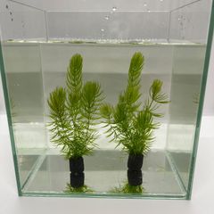 【2つ】　マツモ　水草　ろ材付き