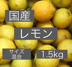 国産レモン 1.5kgのサムネイル