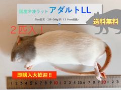 【送料無料】国産冷凍ラットアダルトLL２匹入@即購入OK！北海道・沖縄の方も送料無料です！