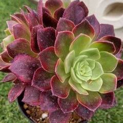 多肉植物アエオニウム ハロウィン錦