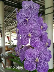 も*も様 洋蘭　バンダ　3種3株　ハンギング 楽天市場】2021&2022年度全国洋らん品評会 金賞連続受賞