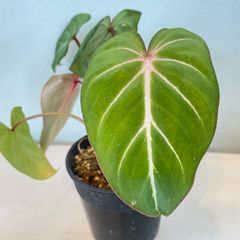 【2株入り】　フィロデンドロン　グロリオーサム　philodendron gloriosum