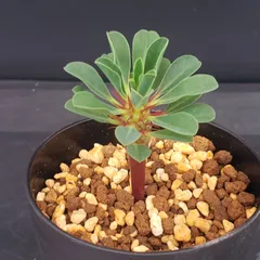 専用　【ランダム20株 抜き苗】ギラウミニアナ ギラウミニアナ 現地株