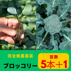 ブロッコリー苗 抜き苗 無農薬野菜苗