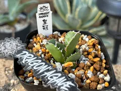 アガベ・チタノタ·スーパー阿修羅【特選】強鋸歯　極強棘　コレクション株 アガベ・チタノタ·スーパー阿修羅【特選】強鋸歯 極強棘 コレクション株