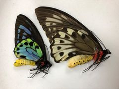蝶の標本★マライタ島産アオメガネアゲハペアNo.2