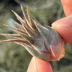 チランジア イオナンタ ロシータ Tillandsia ionantha Rosita