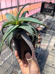 Aloe 'Blue Horizon' ハイブリッドアロエ
