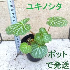 山野草・極姫ユキノシタ/A /豆鉢/盆栽/苔テラリウム/パルダリウムに