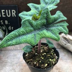 ポットごと　ジャックリン♡アロカシア♡ジャクリン♡観葉植物 希少 珍しい インテリア植物 アロイド