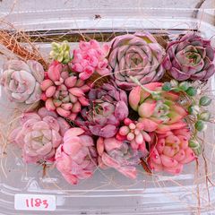 多肉植物 寄せ植えset mini♡1183