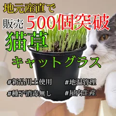 増量しました！【消毒なし】猫草キャットグラス