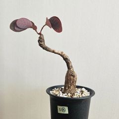 S⑱〚フィランサス・ミラビリス〛Phyllanthus Mirabilis 塊根植物 コーデックス ポット発送