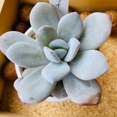 ラウイ　エケベリア　多肉　多肉植物