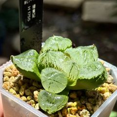 ハオルチア　楊貴妃　H1755  ハオルシア