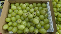 山形県産シャインマスカット粒箱込み1キロ