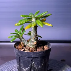 2025年最新】ドルステニアギガスの人気アイテム - メルカリ