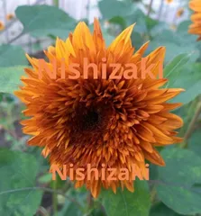 【花の種】ひまわり　ダージリン　２０粒　珍しいブラウン系八重ヒマワリのサムネイル