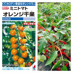 ミニトマト苗‼️苗屋さんのオレンジ千果4株‼️糖度が高くカロテン3倍‼️作りやすいミニトマトのサムネイル