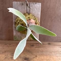 コウモリラン ベイチー  杉板③　Platycerium veitchii ビカクシダ 麋角羊歯 ビーチー ビッチー ヴィーチー 観葉植物 観葉 植物 珍奇植物 珍奇 珍しい ハンギング 吊り下げ 吊るす インテリア プレゼント おしゃれ かわいい おうち時間