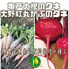 亀戸大根40粒と大野紅丸カブ2ML　有機の種子