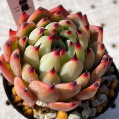 コタロウ　多肉植物　エケベリア　韓国苗