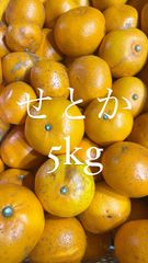 高級品種【せとか】5kg