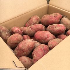北海道 産地直送 知床熟成じゃがいも 【レッドムーン】10kg