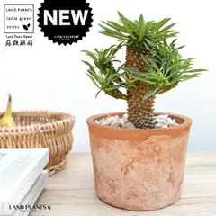 ソテツキリン（蘇鉄麒麟） 茶色 モスポット シリンダー型 陶器鉢【天然砕石】 パイナップルコーン ユーフォルビア 蘇鉄キリ