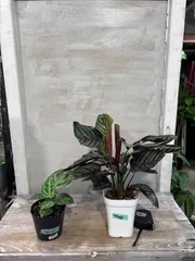 あくせる様専用　アンスリウムドラヤキ、カラテア　サンデリアーナ