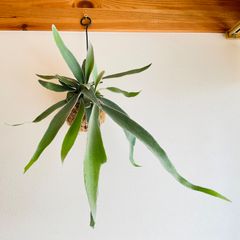 【269V】ベイチー（ビーチー）（Platycerium veitchii） の苔玉