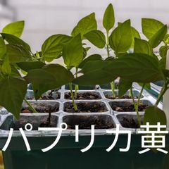 【無農薬野菜苗】パプリカ（黄色）苗4　4ポット