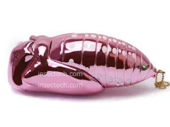 2025年最新】オオゴマダラの人気アイテム - メルカリ