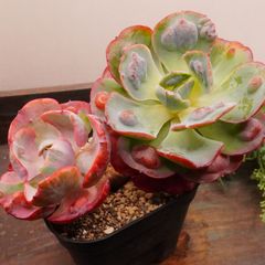 MA117	ビヨンセ虹斑	【イータニク】多肉植物　韓国苗　第四種郵便発送