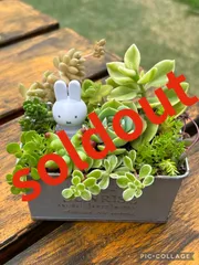 ★5/15水〜19日曜日まで！セール中★限定品★多肉植物＊七福神入り＊寄せ植え＊そのまま飾れる⭐︎鉢植セット＊