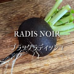 富山県産 ブラックラディッシュ 約1.2kg