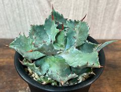 Agave/アガベ  イシスメンシス/肉厚兜蟹 "怪獣" 発根済  送料込み