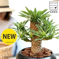 ソテツキリン：蘇鉄麒麟 黒色 大丸 陶器鉢【バークチップ・受皿】 パイナップルコーン ユーフォルビア 蘇鉄キリン きりん