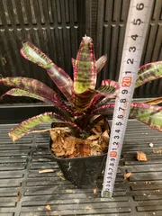 Neoregeliaセット　① Neoregeliaセット② （タンクブロメリア】ネオレゲリア3品種