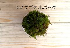 シノブゴケ 小パック 有福MOSS