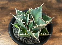 Agave Titanota アガベ チタノタ厳竜/南覇王 強棘 美株！発根済み 送料込み