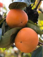 2026年最新】渋柿 20キロの人気アイテム - メルカリ