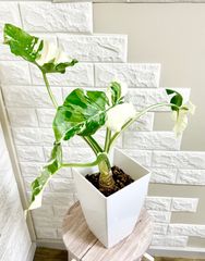 モンステラ⭐️幹立ち⭐️葉約45cm モンステラ⭐️幹立ち⭐️葉40cm大 - メルカリ